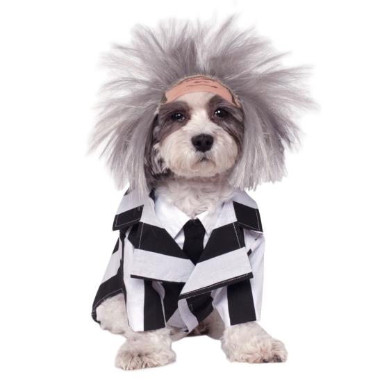 Disfraz de Beetlejuice para perro Disfraz de Beetlejuice para perro