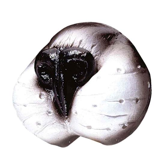 Nariz de Gato Nariz de Gato